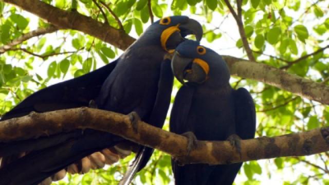 Where does the Hyacinth Macaw coo?