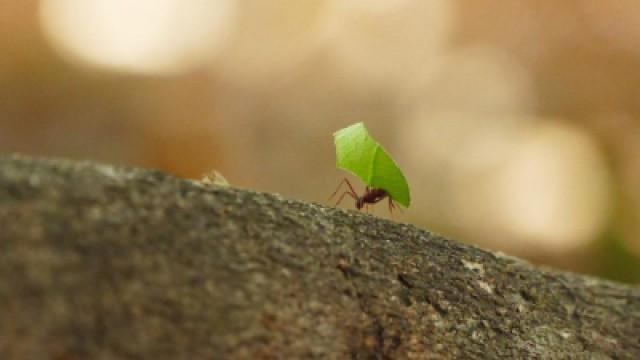 The secret of the leaf cutting ant