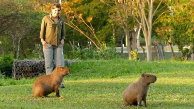 Why is the capybara barking?