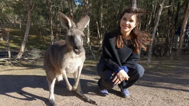 Boxing with Kangaroos