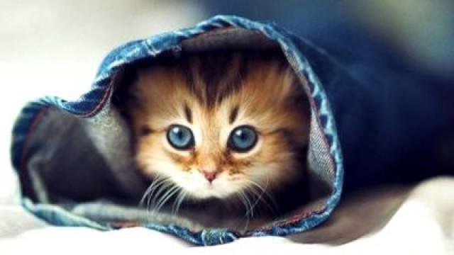 Cute Kittens Make You Smarter