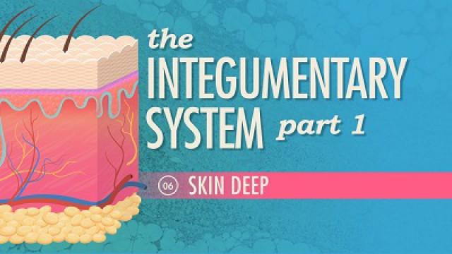 The Integumentary System, Part 1 - Skin Deep