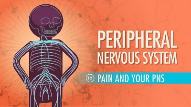 Peripheral Nervous System