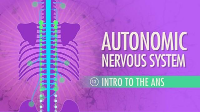 Autonomic Nervous System