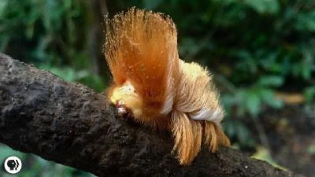 This Rainforest Caterpillar Looks Like Donald Trump