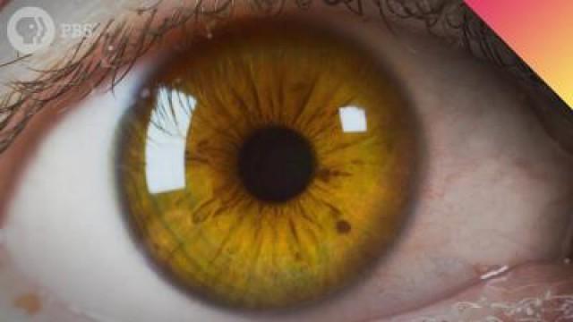 Where Your Eye Color Comes From… SurprEYESing Science!