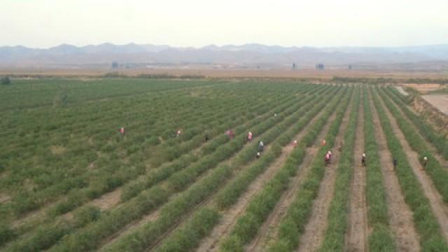 Counting on Red Fruit: China's One Belt One Road Initiative