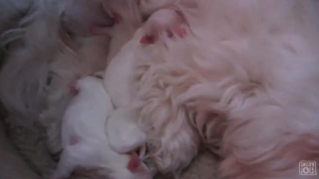 PUPPIES HOME ALONE!