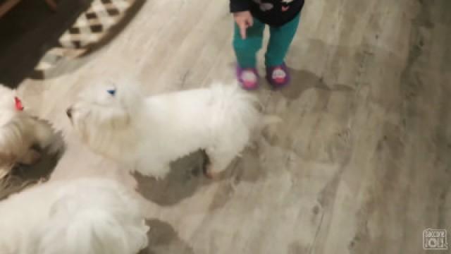 DAD'S HAVING A BABY!