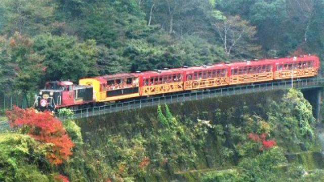 The Seeds of Success: Kyoto's Sagano Scenic Railway