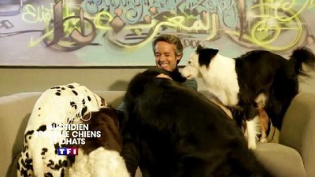 Quotidien : Spéciale Chiens et Chats