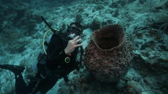 Grand Turk: Journey Under the Sea