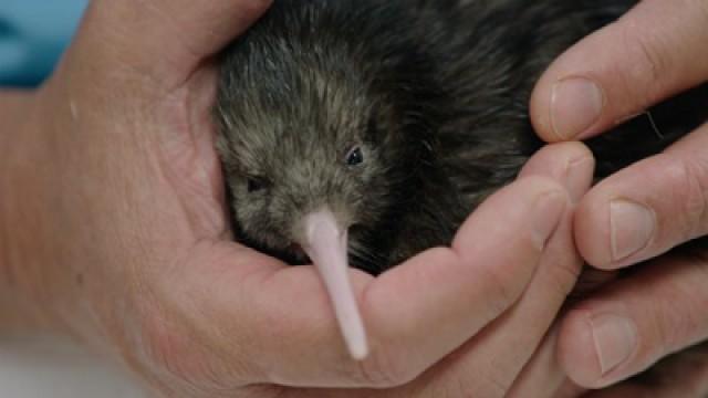 Tauranga: Kiwi Country