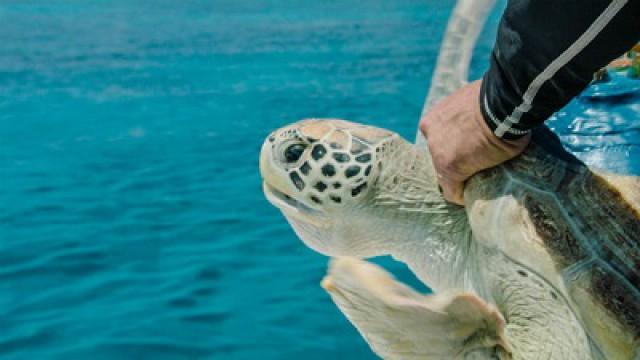 Cairns: The Great Barrier Reef