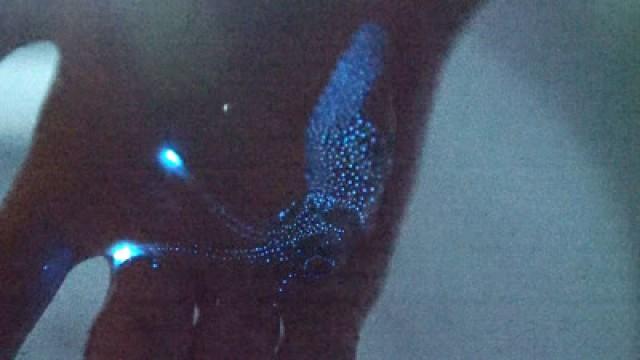 A Spring Miracle: The Firefly Squid of Toyama