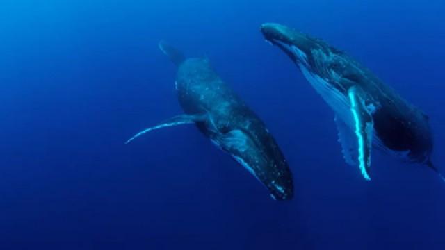 Whales and Dolphins