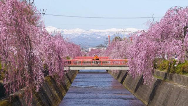 Yamagata: Call of The Wild