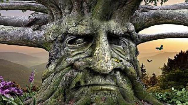 Trees Can TALK to Each Other... But How?