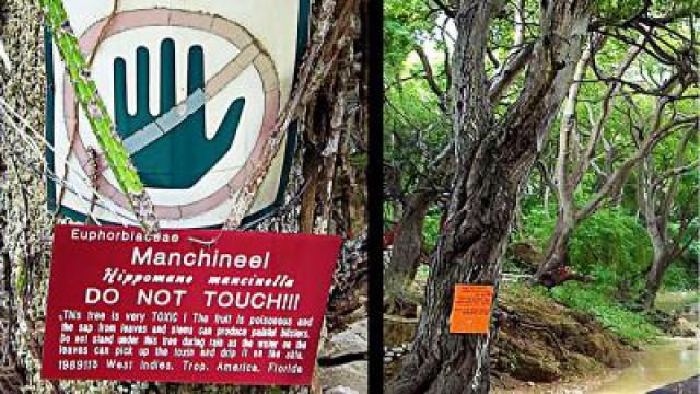 Standing Underneath This Tree Will Kill You!