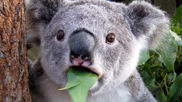 Is This The Most Stupid Animal in The World?