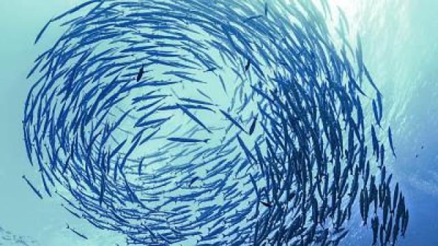 Herring Use FARTS to Talk to Each Other