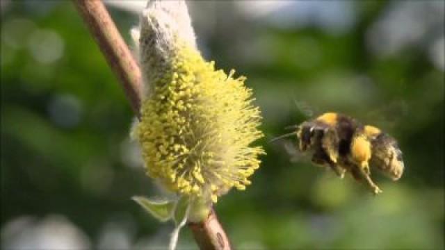 Secrets Of Bumblebees