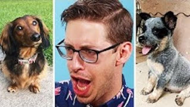 Keith Reviews 101 Puppies • The Barkchshler S2:E1