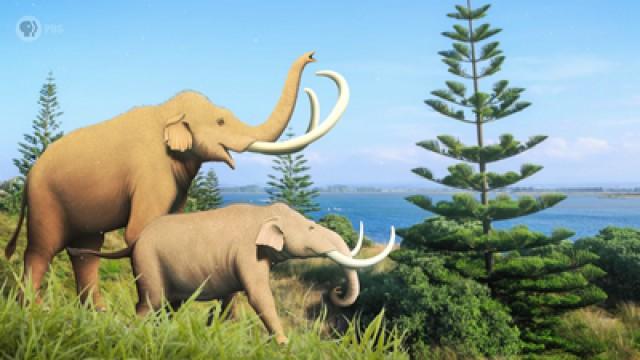 The Island of Shrinking Mammoths