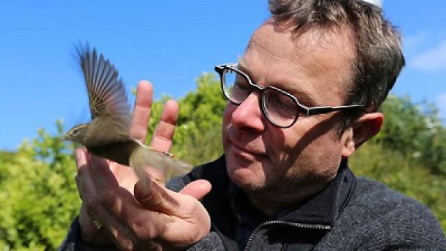 Longtailed Tits