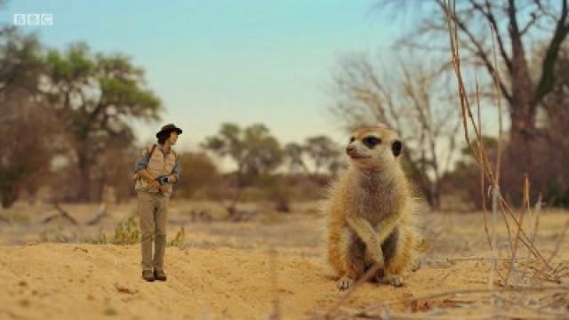 Andy and the Meerkats