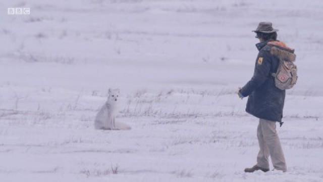 Andy and the Arctic Fox