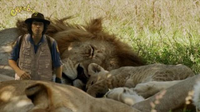 Andy and the Lions