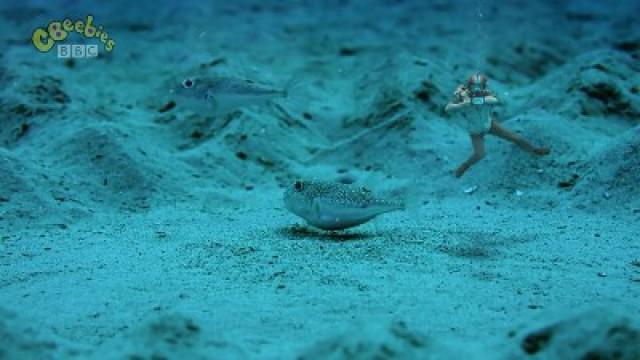 Andy and the Pufferfish