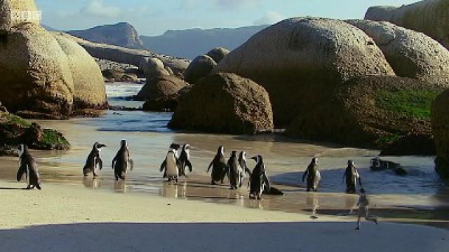 Andy and the African Penguins