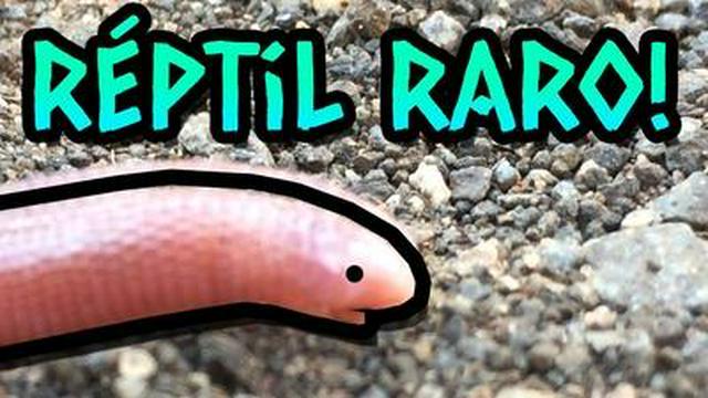 ACHEI UM REPTIL RARO, E NÃO É CLICKBAIT!