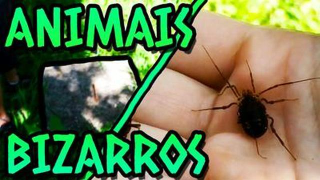 POÇO INFESTADO DE ARACNIDEOS, E NOVAMENTE NÃO É CLICKBAIT!