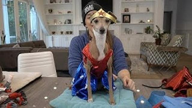 My Dogs Try On Halloween Costumes 3