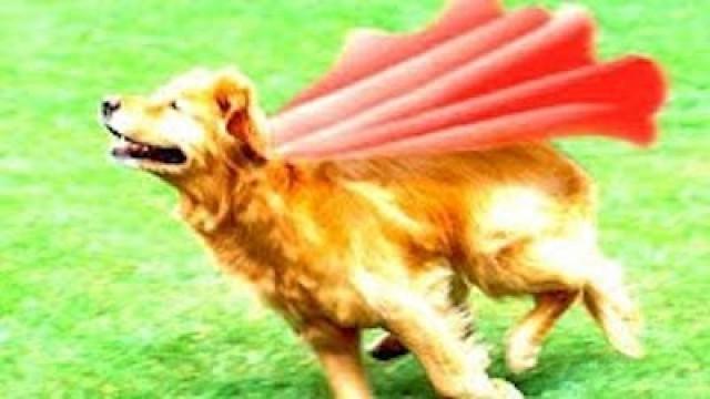 SUPER DOG!!!!