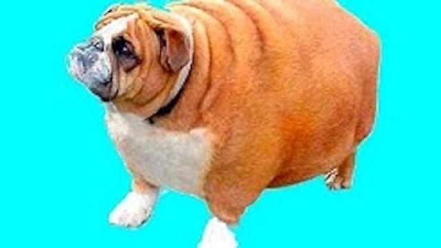 FATTEST DOG EVER!!! : Chocolate Sunday #7