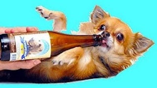 DUI DOGGY!! (Hang With Shane : Day 101)