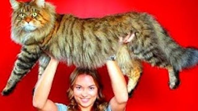 BIGGEST CAT EVER!!!!!!