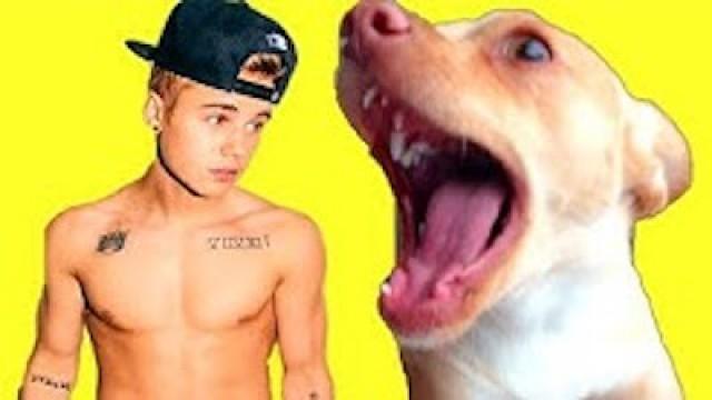 MY DOG'S THOUGHTS ON *JUSTIN BIEBER*!