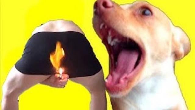 MY DOG *REACTS* TO FARTS!