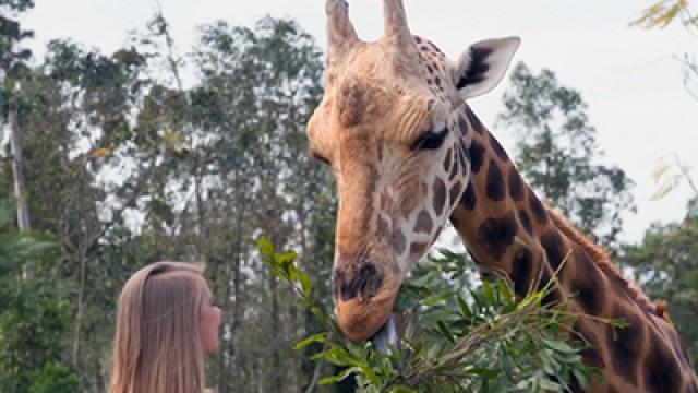 It’s a Baby Giraffe!