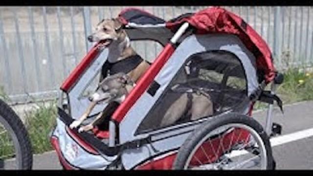 Dogs on Bikes