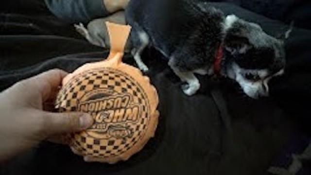 trolling our dogs with a whoopee cushion