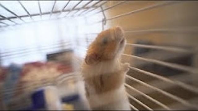 we got a hamster and named him #ad