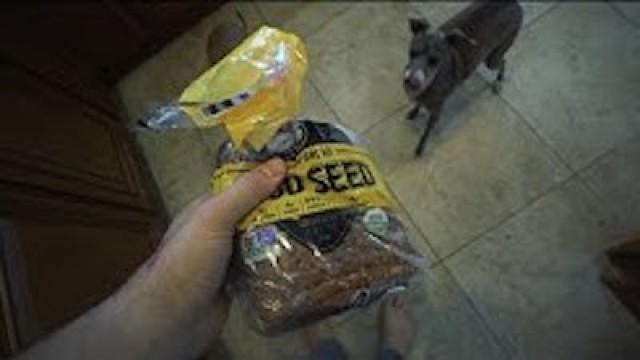 seeing if my dog will eat bread