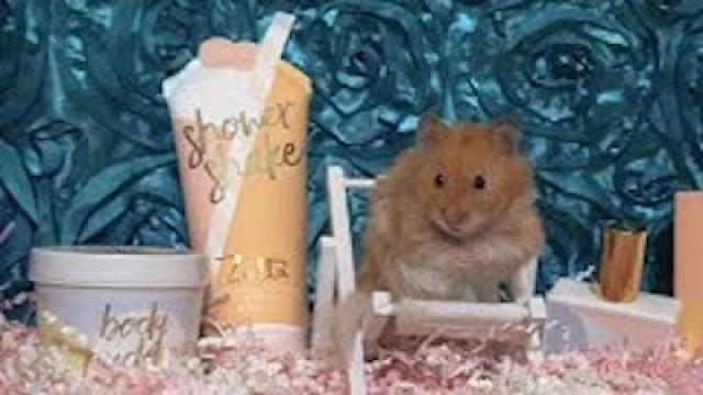 the photoshoot for our hamster