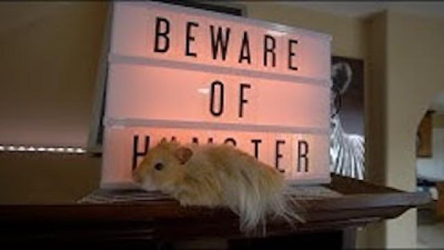 beware of hamster